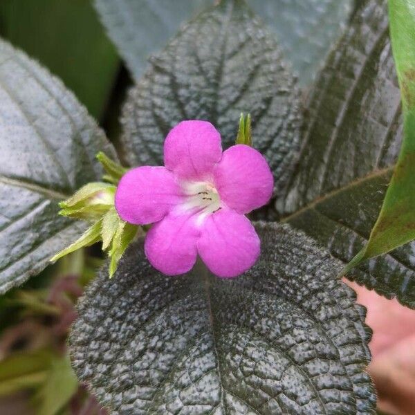 Nautilocalyx melittifolius फूल