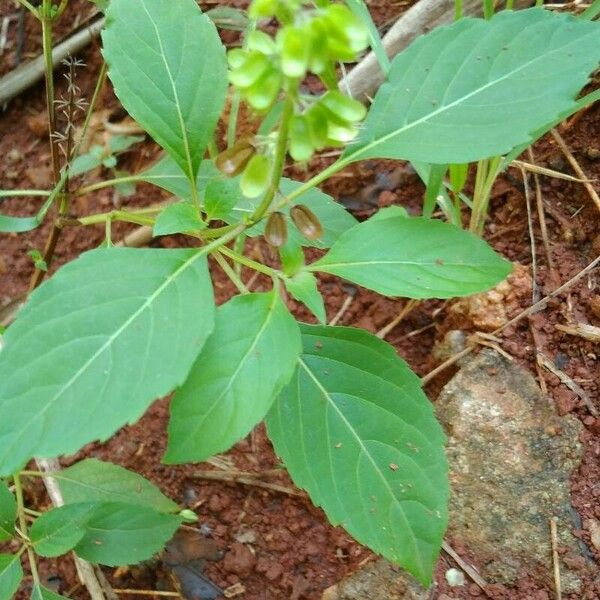 Ocimum campechianum Fruit