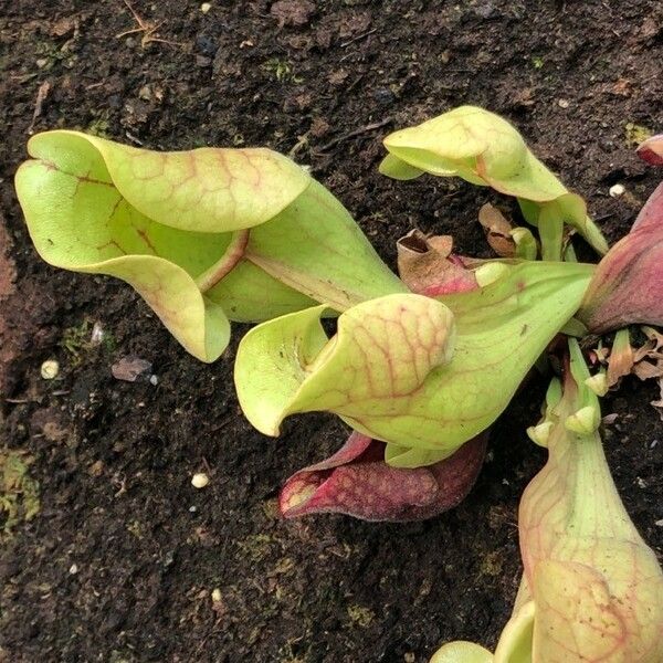 Sarracenia purpurea Leaf