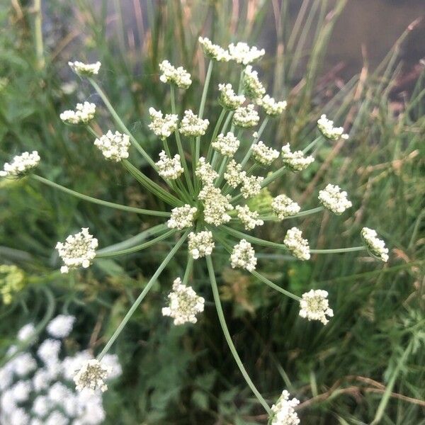 Oenanthe crocata 花