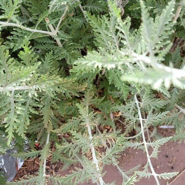 Perovskia atriplicifolia Leaf