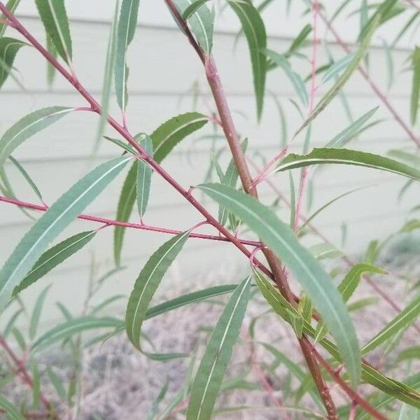 Salix purpurea Folha