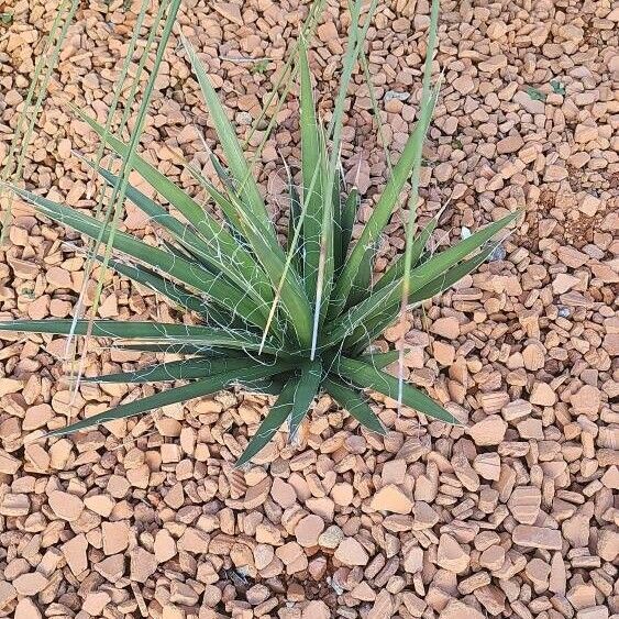 Agave filifera 葉