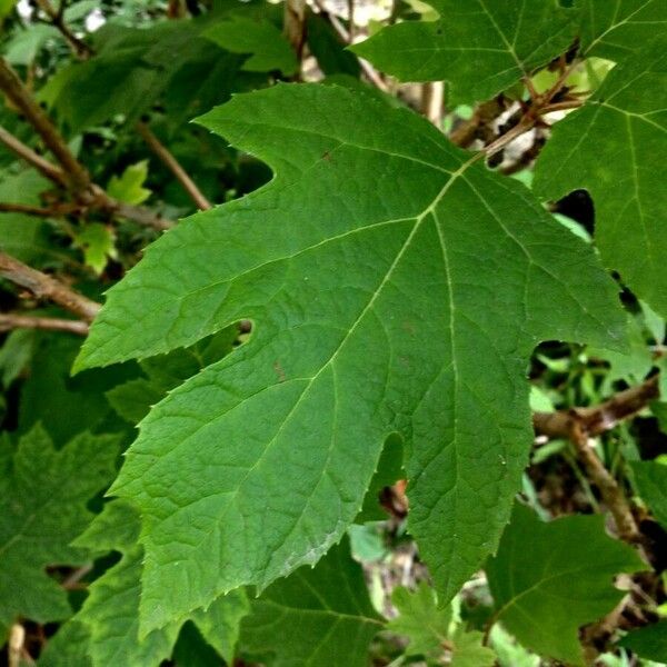 Hydrangea quercifolia Leaf