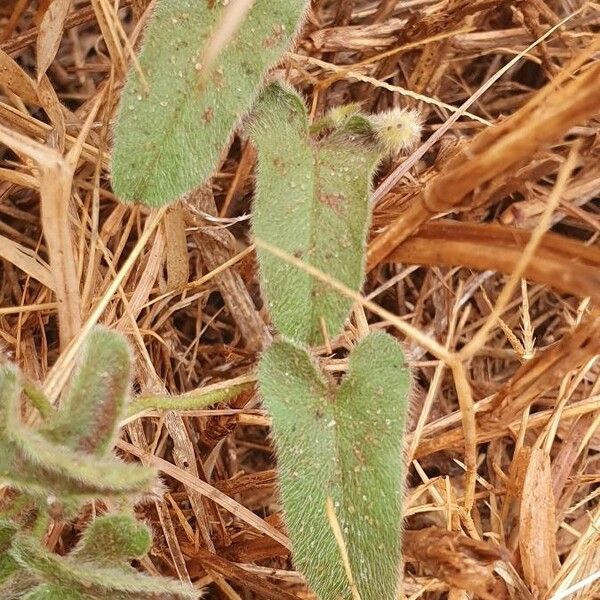 Ipomoea mombassana Foglia