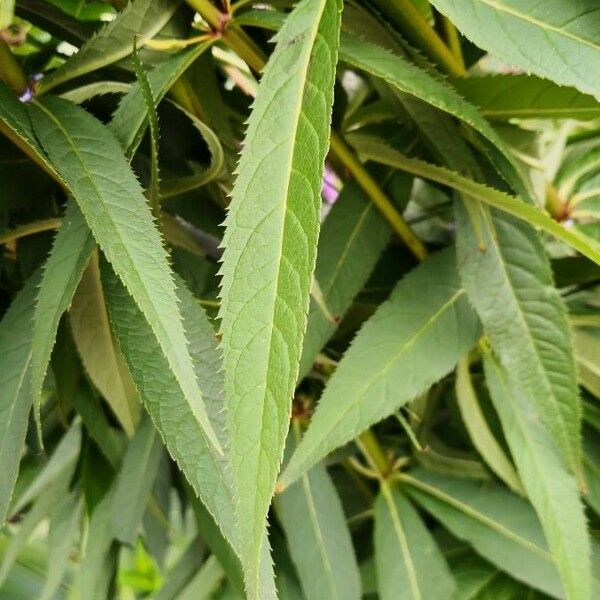 Veronicastrum virginicum Lapas