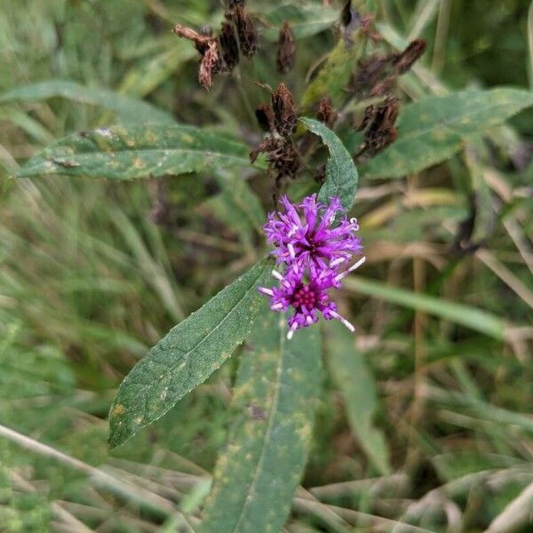 Vernonia gigantea Flower