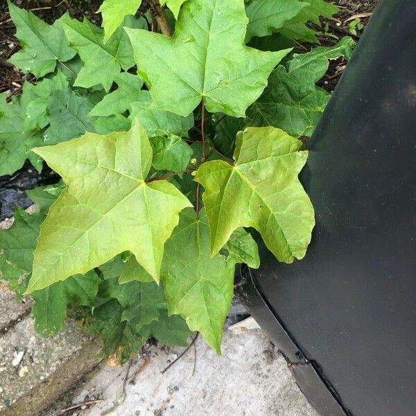 Acer saccharum Leaf