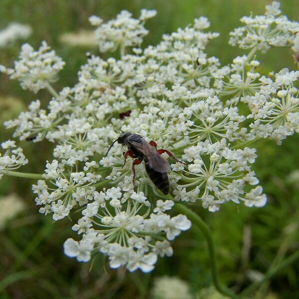 Daucus carota Цветок