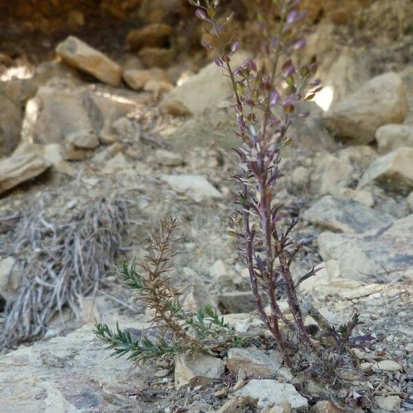 Lepidium bonariense Tervik taim