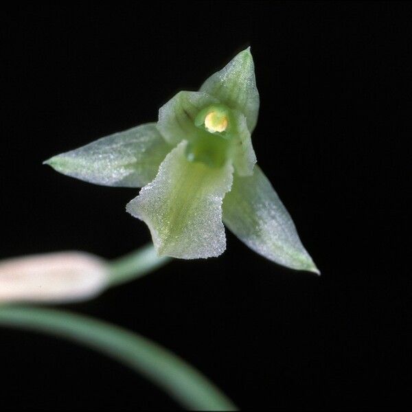 Scaphyglottis fusiformis Flower