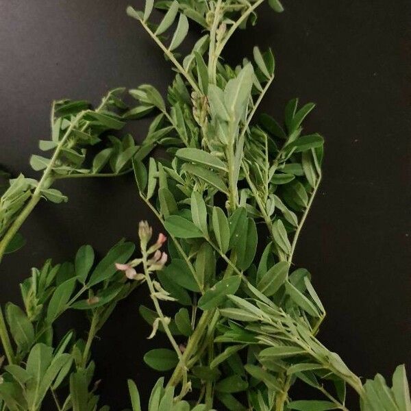 Astragalus atropilosulus Лист