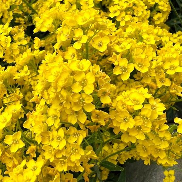 Alyssum murale Flor