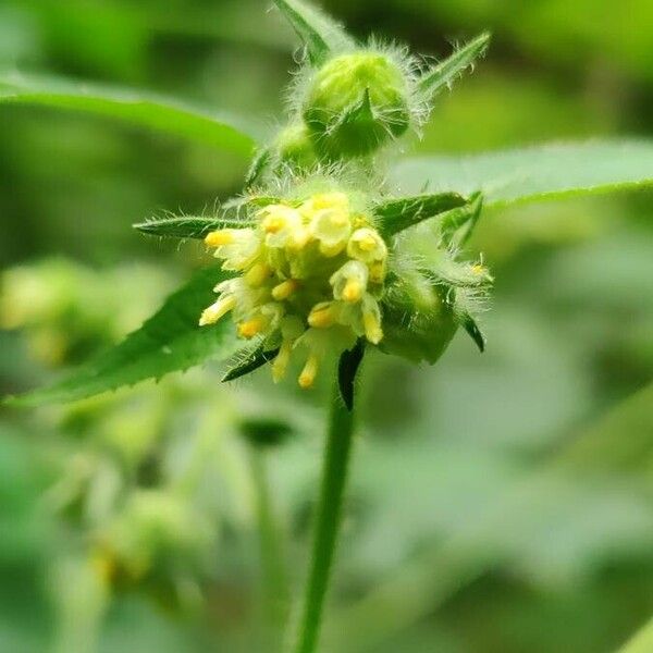 Polymnia canadensis Flower