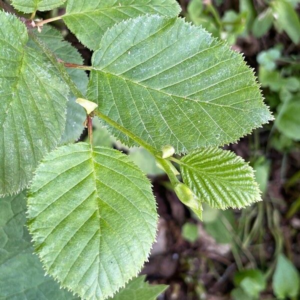 Alnus alnobetula Leaf