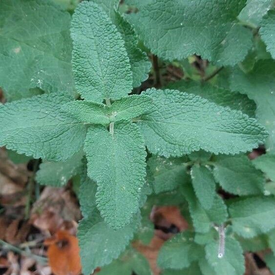 Teucrium scorodonia পাতা