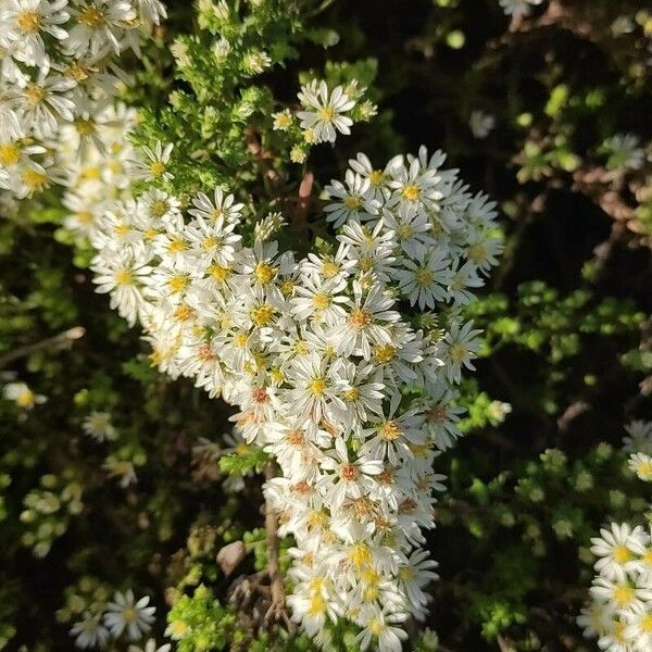 Symphyotrichum ericoides Flower