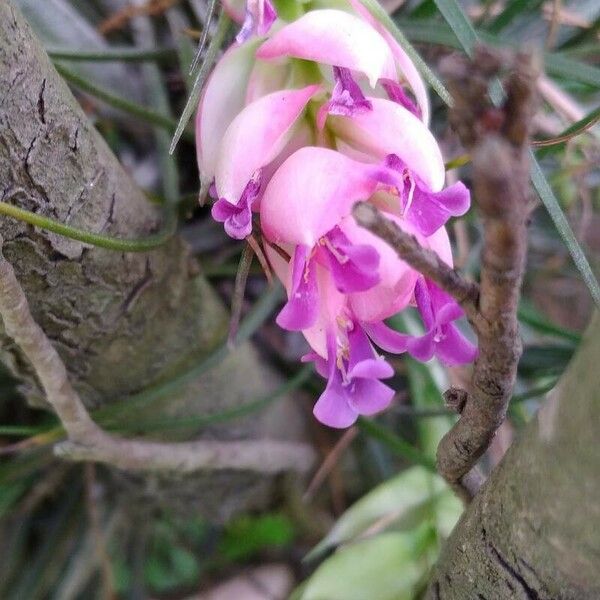 Tillandsia stricta Квітка