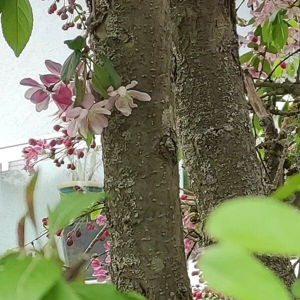 Malus × floribunda Azala