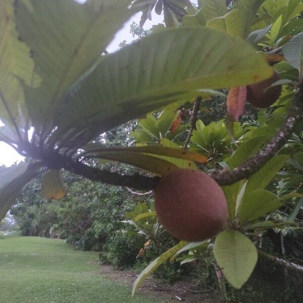 Pouteria sapota Fruit