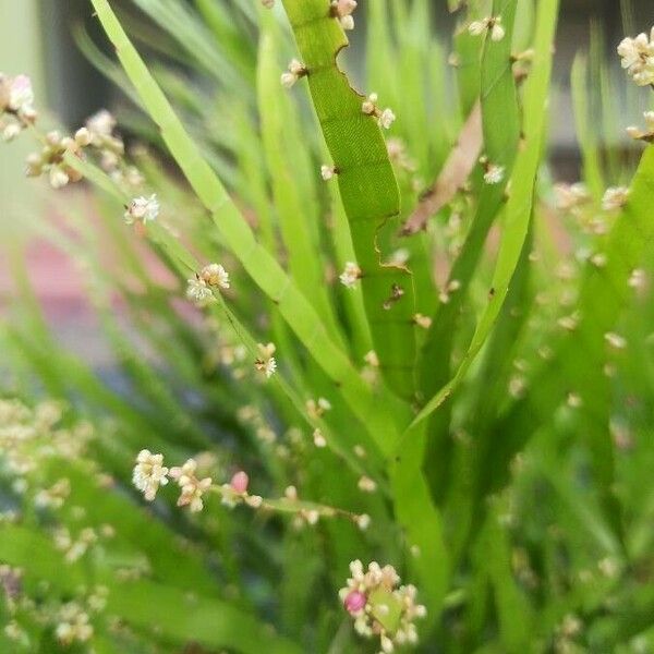 Muehlenbeckia platyclada फूल