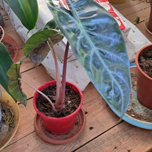 Alocasia longiloba Лист