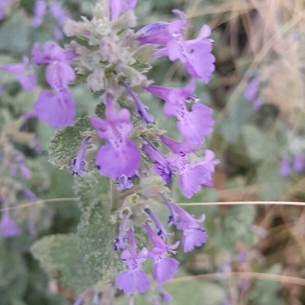 Nepeta racemosa Flor