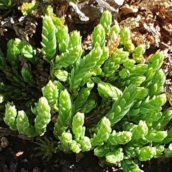 Lycopodium alpinum Лист