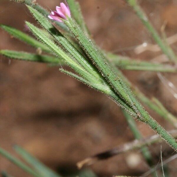 Dianthus nudiflorus ᱵᱟᱦᱟ