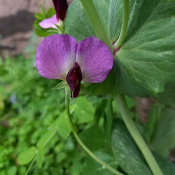 Lathyrus oleraceus Blüte