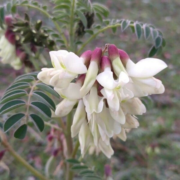 Erophaca baetica Flower