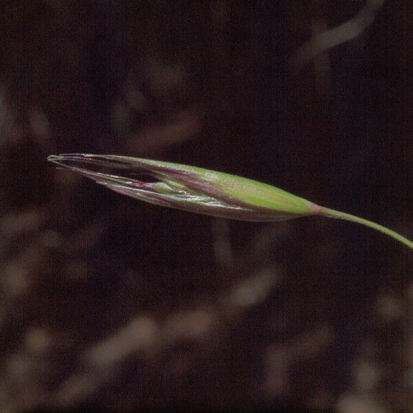 Danthonia californica Fruit