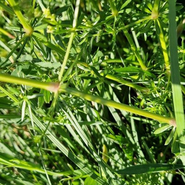 Galium × pomeranicum Lehti