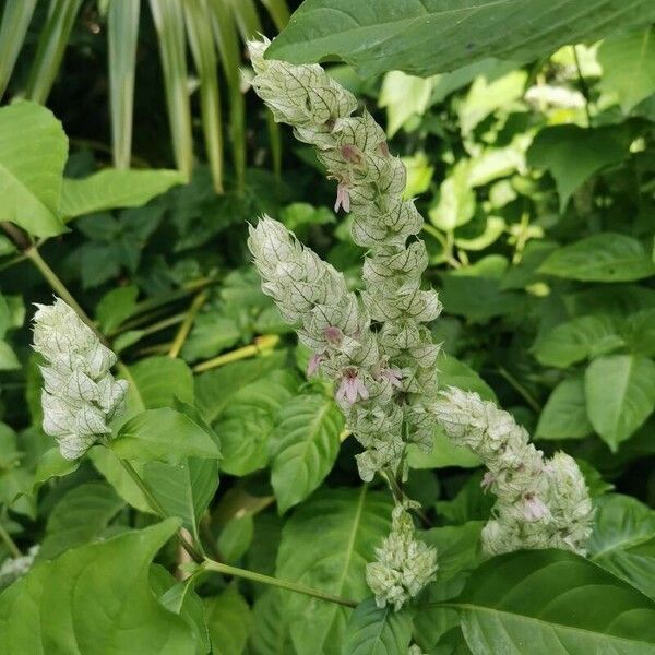 Justicia betonica Blomma