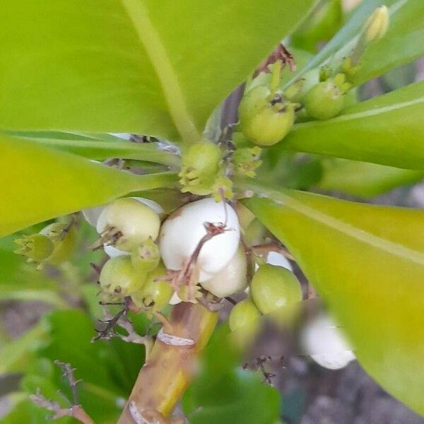 Scaevola taccada Frucht