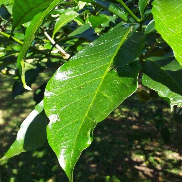 Tabernaemontana donnell-smithii Leaf