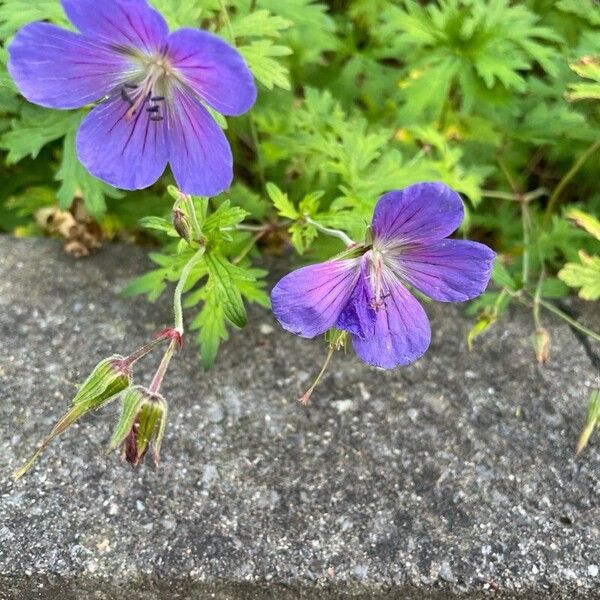 Geranium himalayense Flors