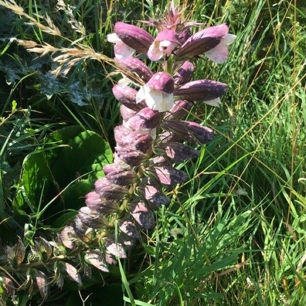 Acanthus spinosus Flower