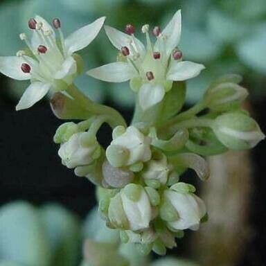 Sedum clavatum ফুল