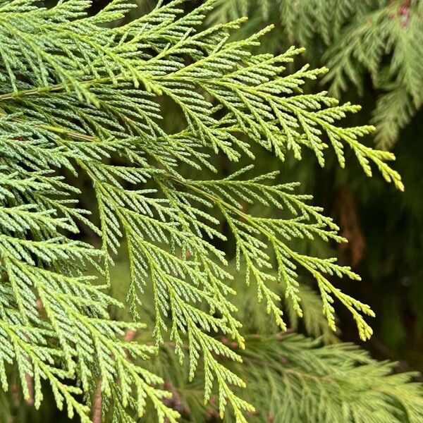 Chamaecyparis lawsoniana Yaprak