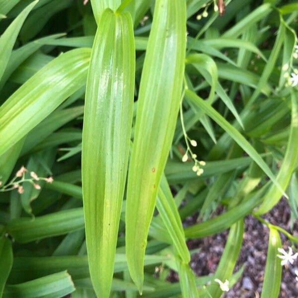 Maianthemum stellatum Лист