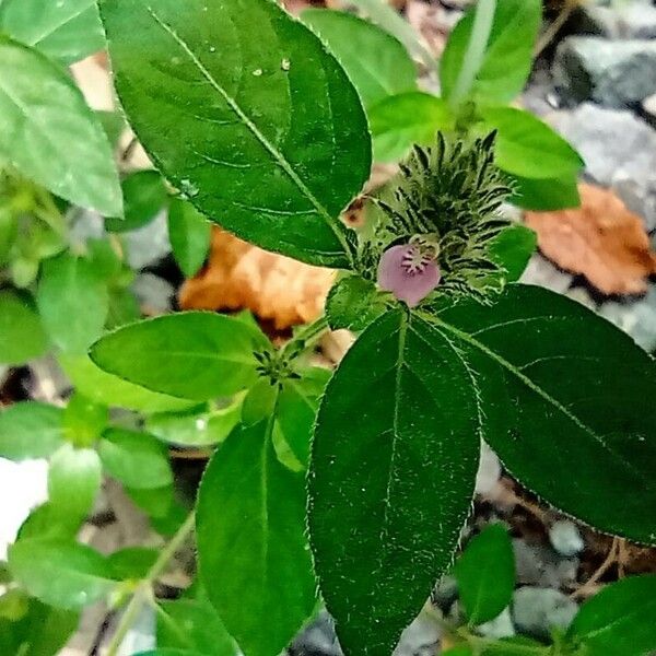 Rostellularia procumbens Flower