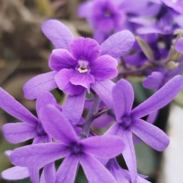 Petrea volubilis Flower