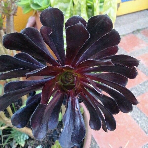 Aeonium arboreum ഇല