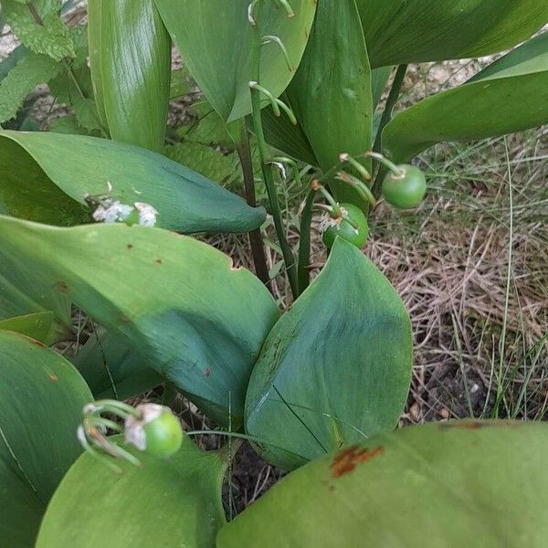 Convallaria majalis Συνήθη χαρακτηριστικά