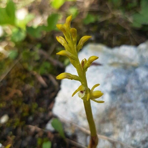 Corallorhiza trifida Květ