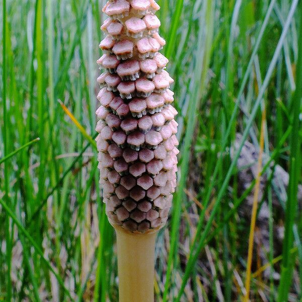 Equisetum arvense Fruit