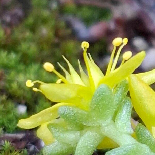 Sedum acre Flower