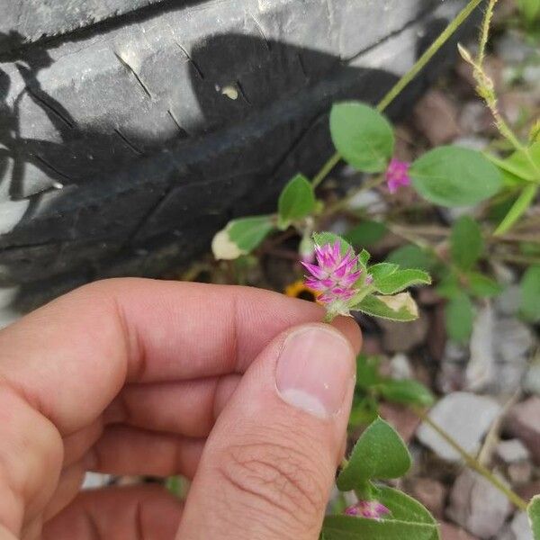 Gomphrena serrata Květ