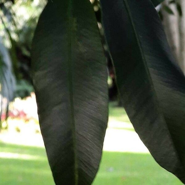 Garcinia intermedia Leaf